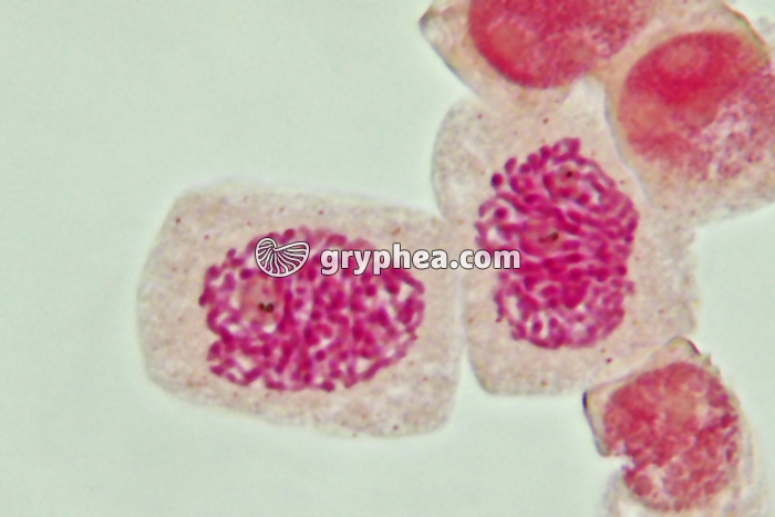 Mitose cellules de racine d'Ail - Prophases x800 - gryphea.com